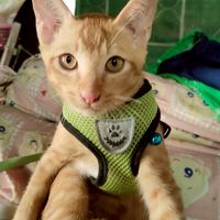 แอ๋ว