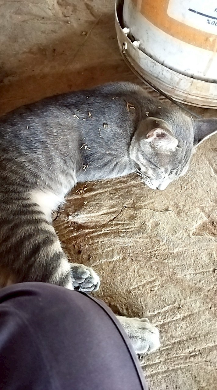 สุภักดื์