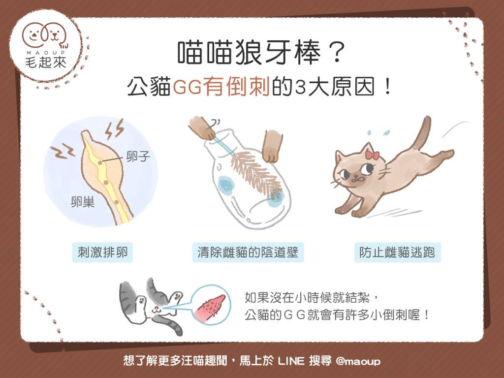 貓貓小百科 貓貓狼牙棒 公貓gg有倒刺的三大原因 毛起來 Line Today