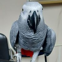 就愛灰鸚鵡