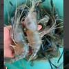 อุดรกุ้งสด