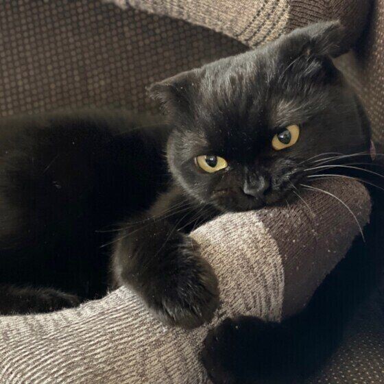 何かが見えている 猫が不意に見せる 不思議なしぐさ