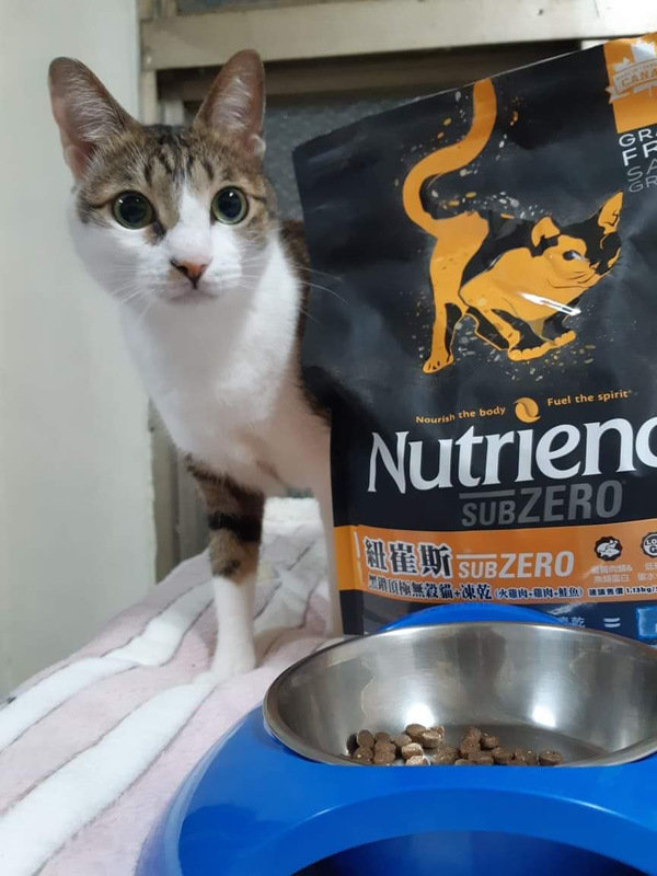 貓飼料推薦-貓奴必備紐崔斯Nutrience 頂級無穀飼料 凍乾系列 成貓無穀 火雞肉+雞肉+鮭魚 2.27kg 開箱分享