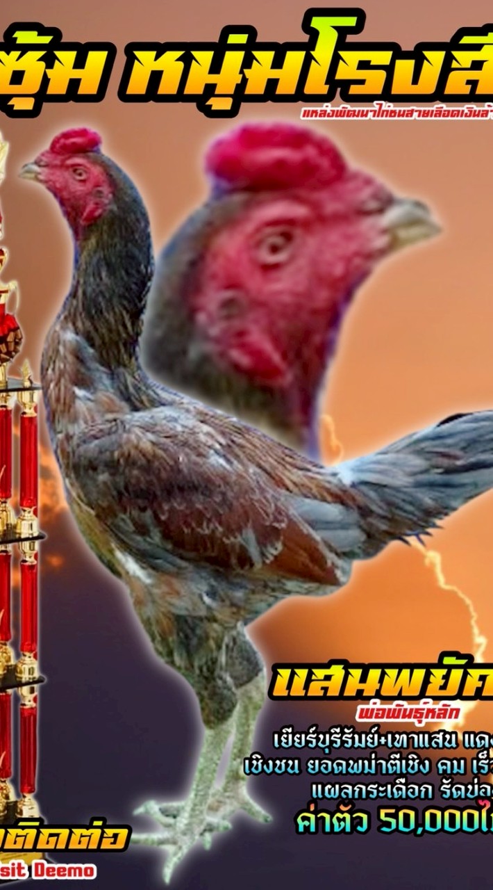 หนุ่มโรงสี ไก่ชนพม่าล้อ ตีเชิงสายเลือดเงินล้าน