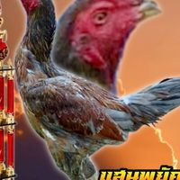 หนุ่มโรงสี ไก่ชนพม่าล้อ ตีเชิงสายเลือดเงินล้าน