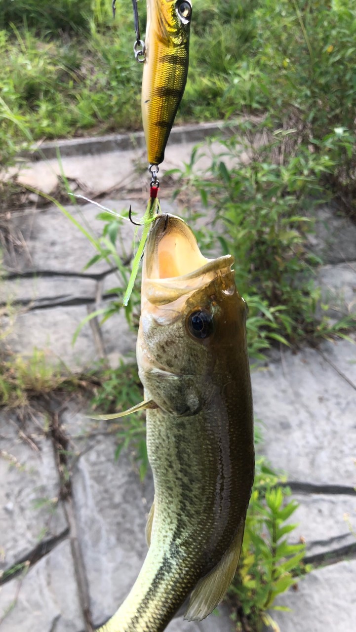 福岡＊佐賀のバス釣りクラブ