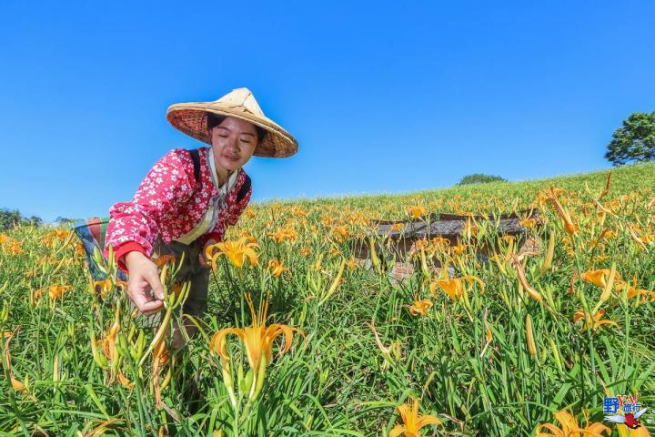2023赤柯山金針花海必拍推薦8大景點 @Ya!Travel 野旅行新聞網