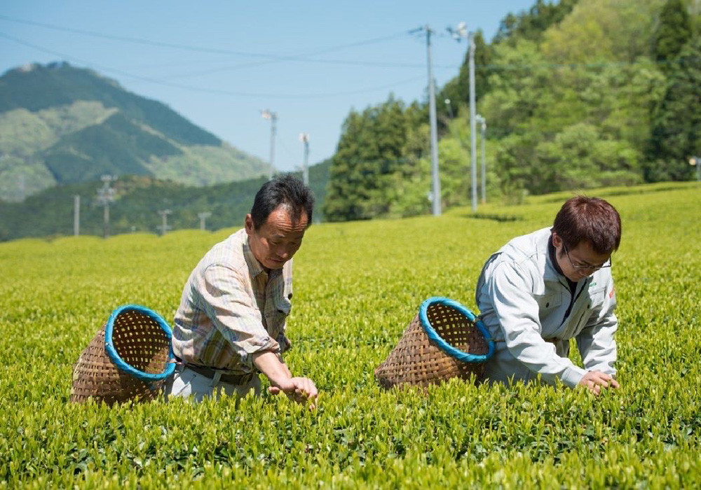 日本三重縣深綠茶房