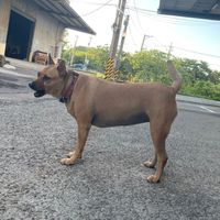 夏恩恩便便