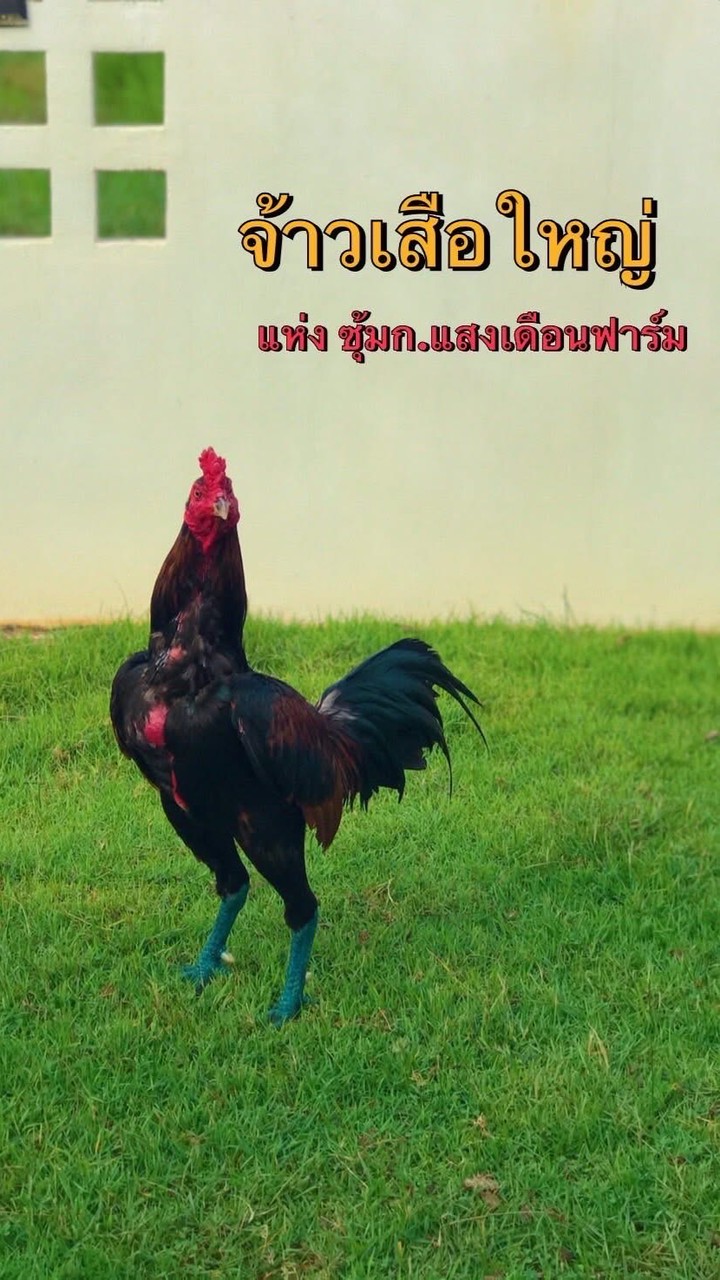 ซุ้มกแสงเดือนฟาร์ม