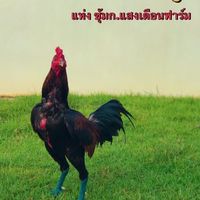 ซุ้มกแสงเดือนฟาร์ม