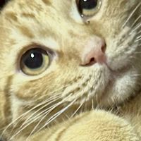 危険地帯‼️なんでもOK‼️雑談・レスバ⁉️やばい⁉️まーちゃんのオープンチャット✨