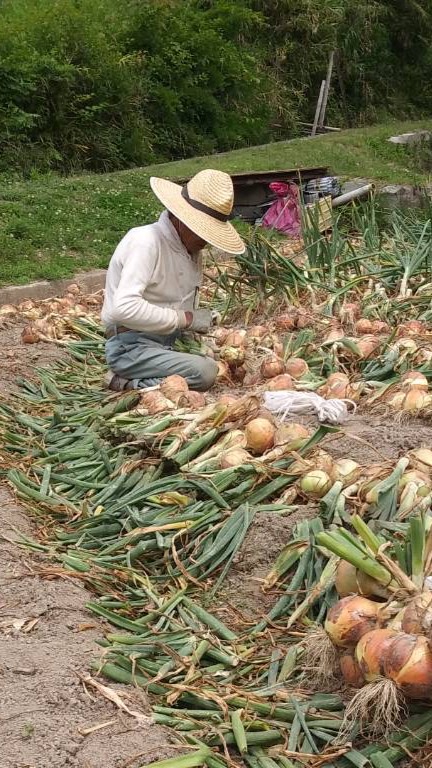 淡路島産　龍の玉ねぎ・鳳凰の涙の会