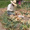 淡路島産　龍の玉ねぎ・鳳凰の涙の会
