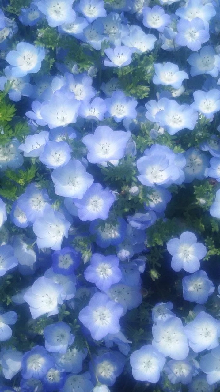 虜