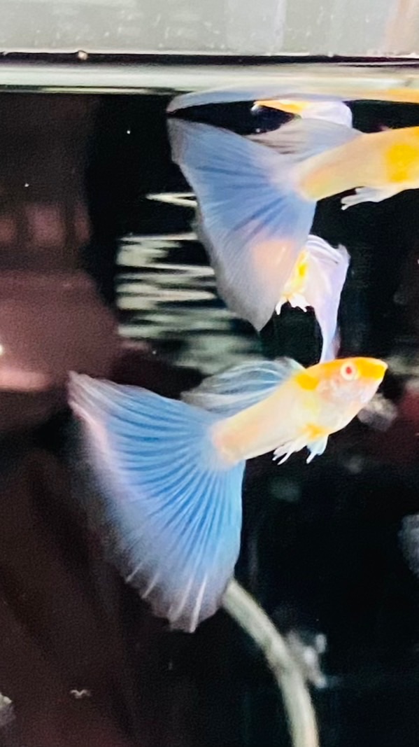 Tho guppy