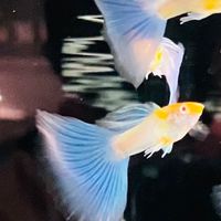 Tho guppy