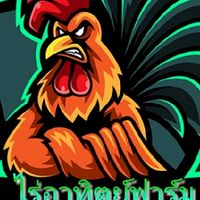 ซุ้มไร่อาทิตย์ฟาร์มเพาะพันธุ์ไก่ชนทุกสายพันธุ์ พม่า+ง่อน ก๋อย+ง่อน
