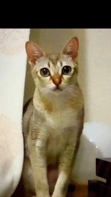 シンガプーラ🐈‍⬛大好き友の会！