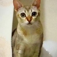 シンガプーラ🐈‍⬛大好き友の会！