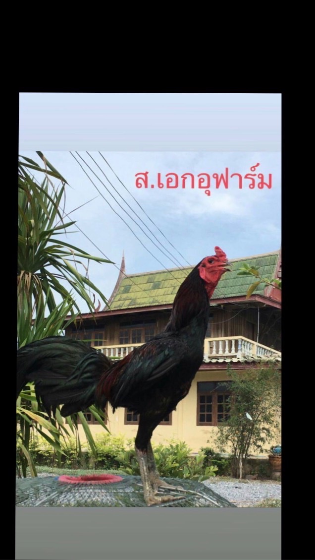 ส.เอกอุฟาร์ม นครปฐม