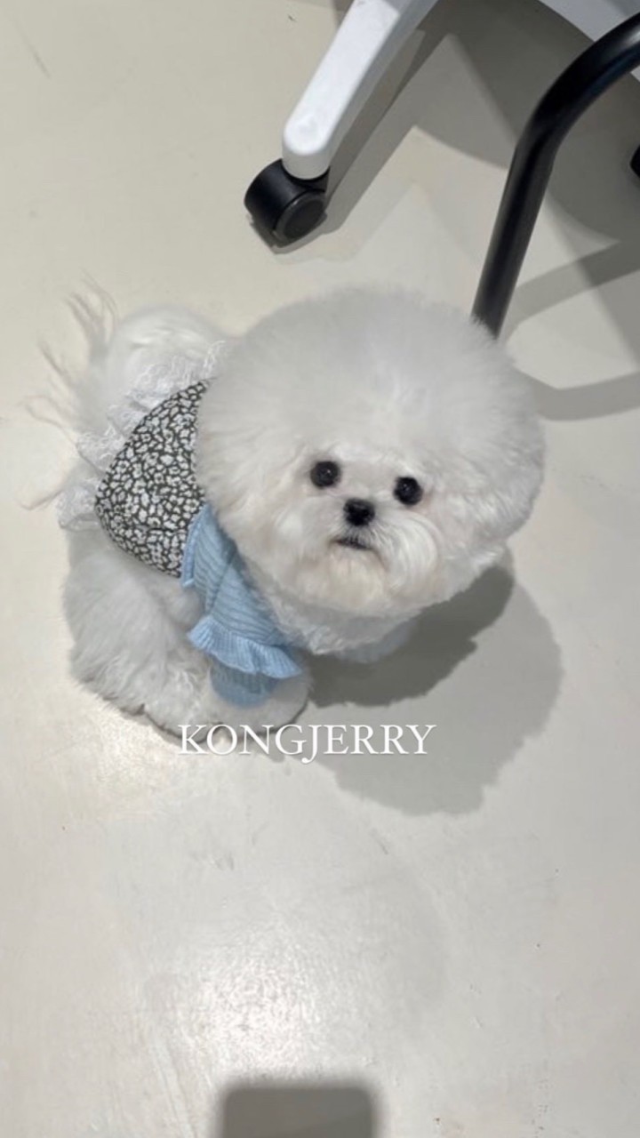 KONGJERRY