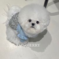 KONGJERRY