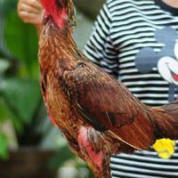 ซุ้มเพชรเพิ่มโชค(กลุ่ม1)