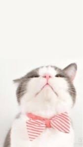 🐈‍⬛🐈{浪貓中途/救援/認養}貓舍