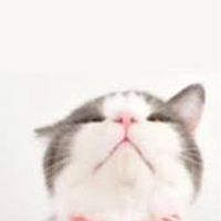 🐈‍⬛🐈{浪貓中途/救援/認養}貓舍