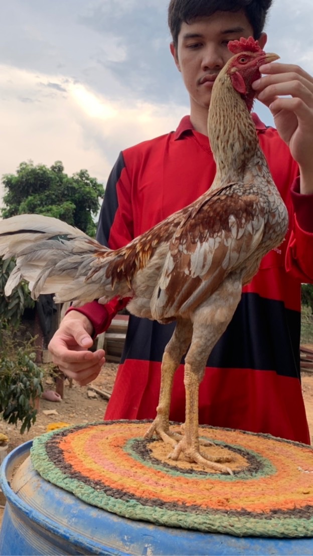 ซุ้ม ว. เวชพิสิฐ ไก่ชน