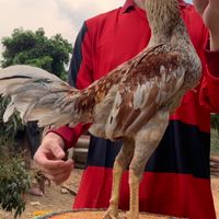 ซุ้ม ว. เวชพิสิฐ ไก่ชน