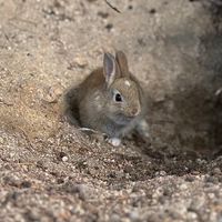 ラヴイット飼育小屋