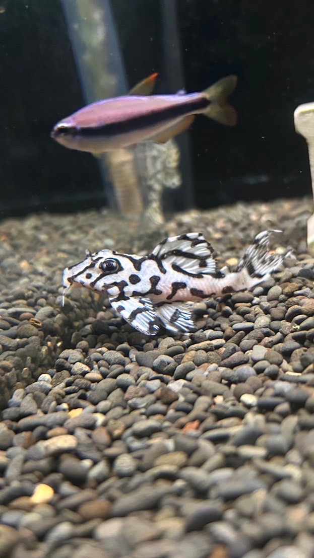 異型魚新手部落🍀