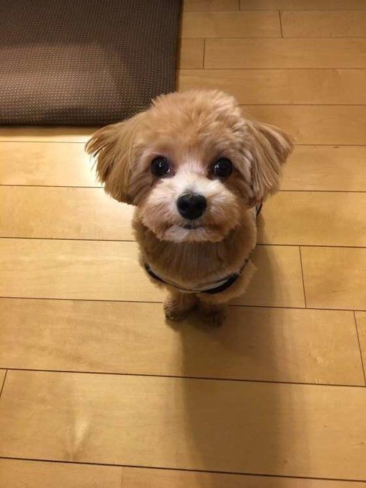 犬にこの野菜はng 食べてしまったときの対処法は