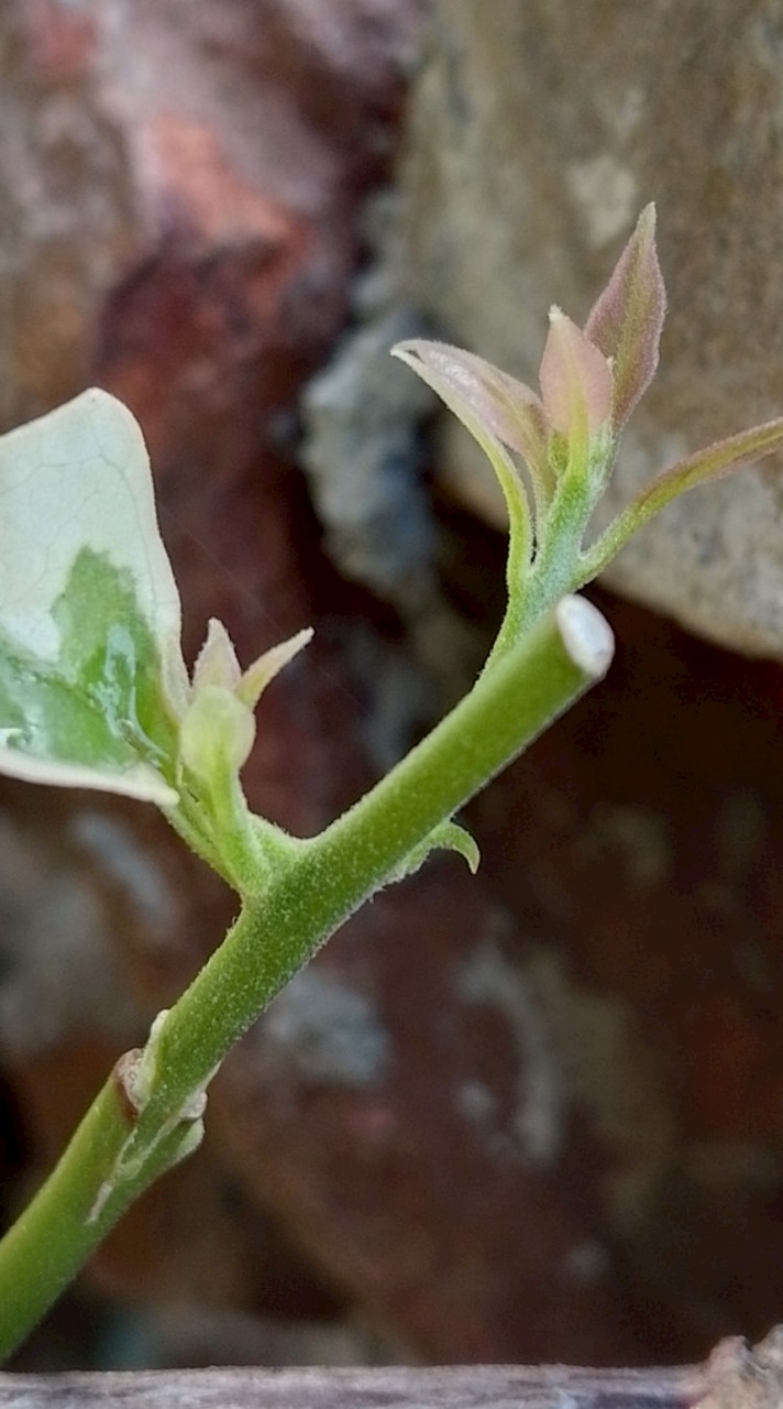 กลุ่มเทรดปั้นล้าน