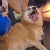 犬研汪汪汪新生群17x18