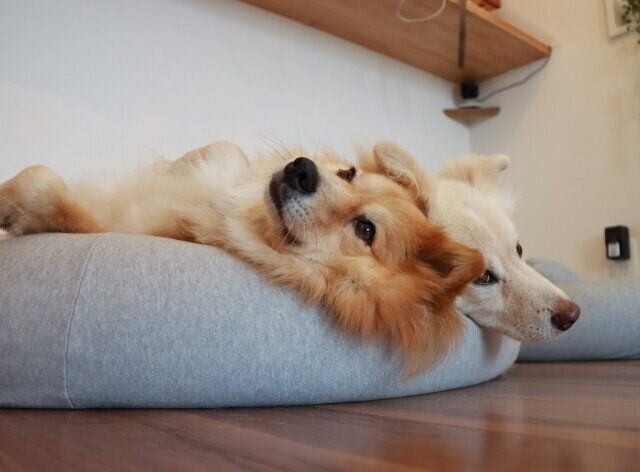 犬が話せたら言って欲しいこと