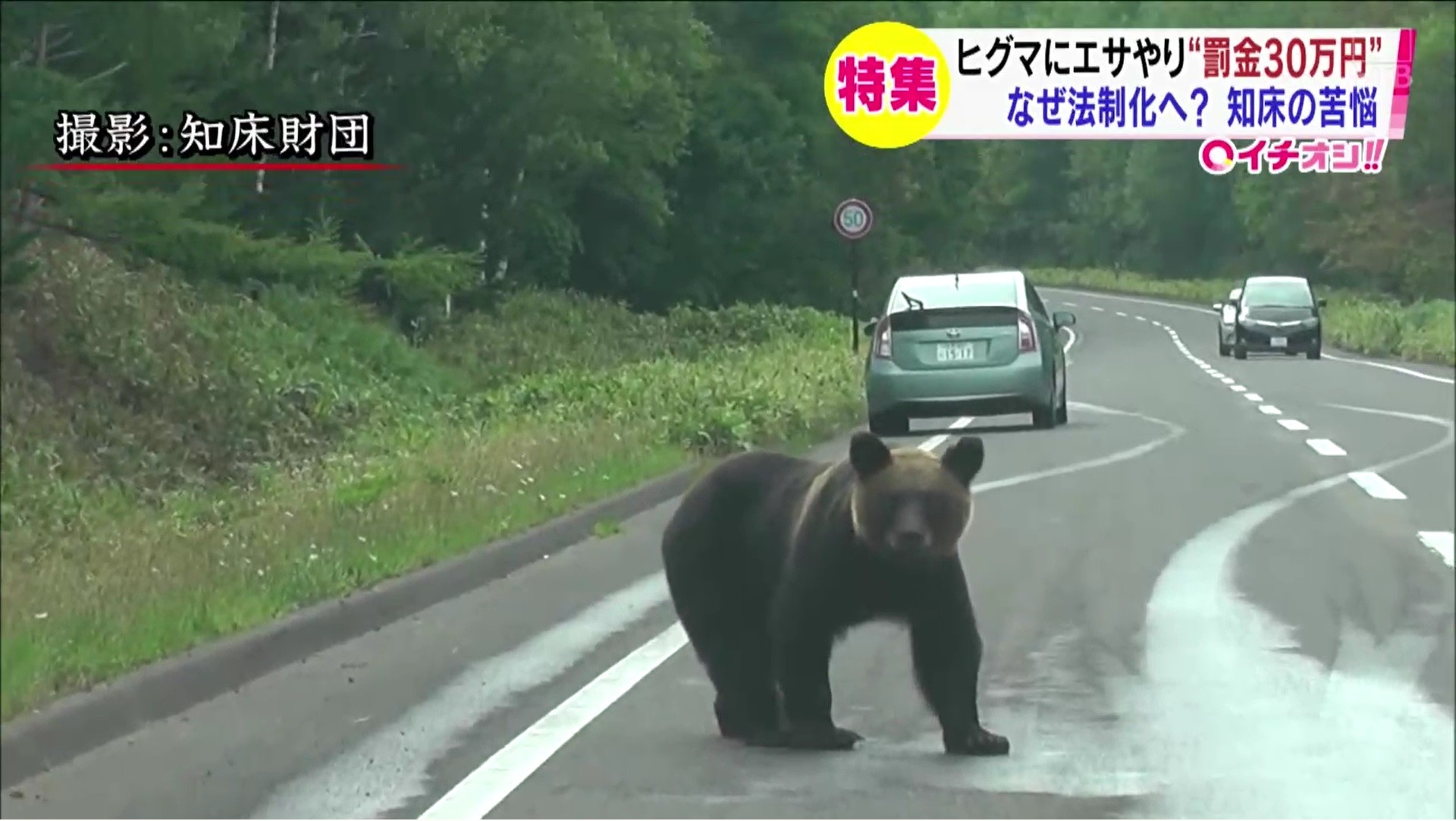 ヒグマにエサやりで罰金30万円 なぜ 知床の実態 Htb 北海道ニュース