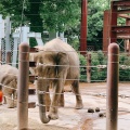 実際訪問したユーザーが直接撮影して投稿した上野公園動物園上野動物園の写真