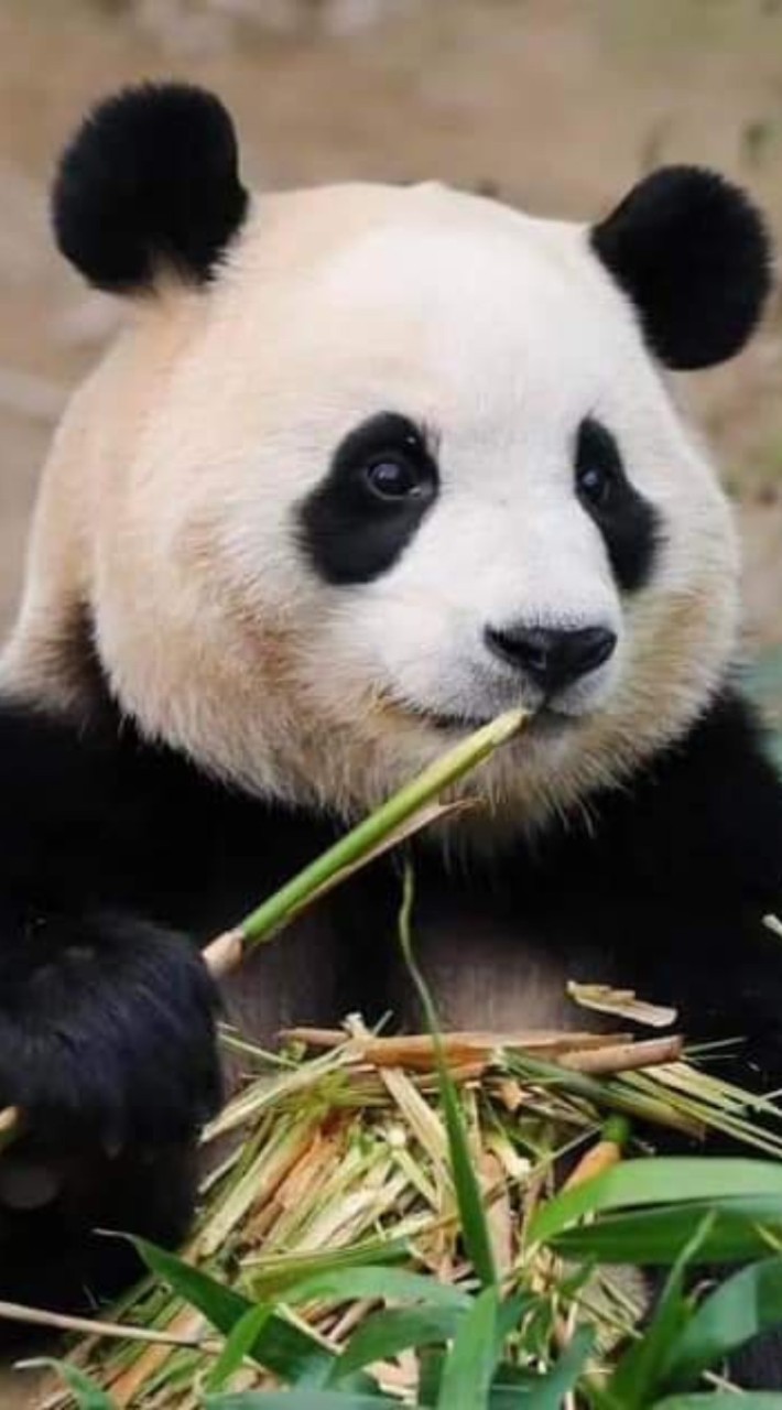 10／25-10／29韓國寶家族愛寶樂園代購🐼🐼🐼