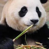 10／25-10／29韓國寶家族愛寶樂園代購🐼🐼🐼