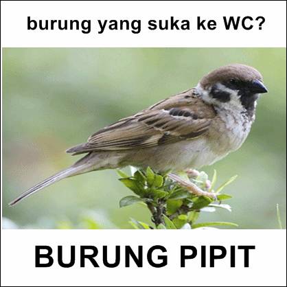 35 Tebak Tebakan Lucu Nama Hewan Bikin Senyum Kecut