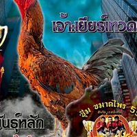 ขมาดไพร55 ฟาร์ม สังกัด เรสซิ่งทีม