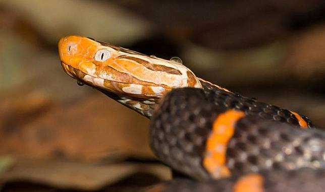 Berbahaya Ini Jenis Ular Viper Yang Paling Mematikan Di Dunia Pintarpet Line Today