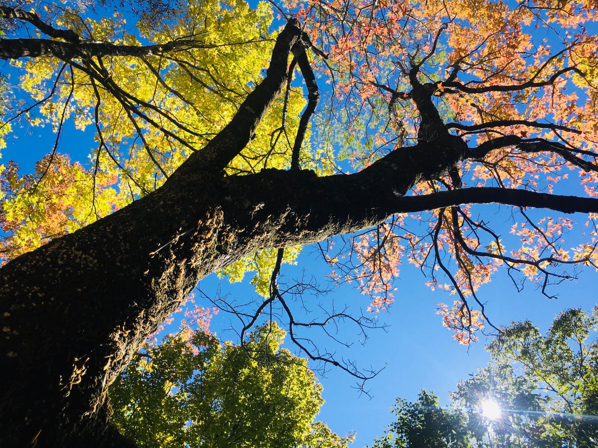 「奧萬大森林遊樂區」超完整賞楓攻略｜奧萬大賞楓景點整理