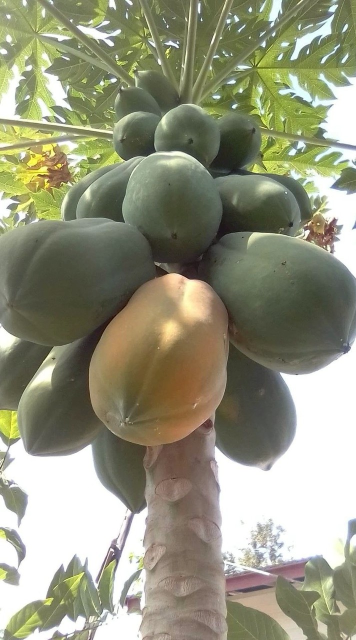 danglan