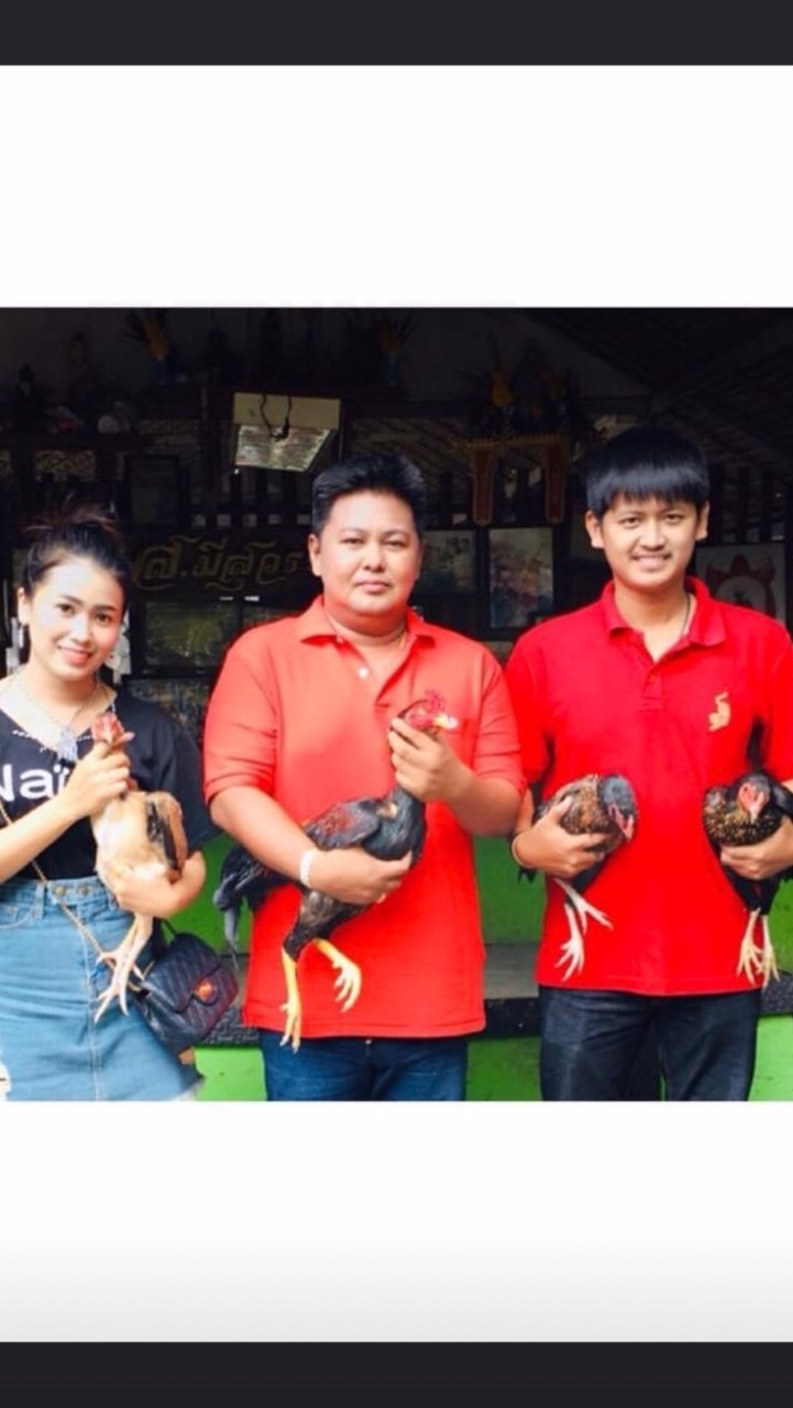 ซุ้มไก่ชน ส.กิตติชัย (สายเลือดส.มีสุวรรณ100%)