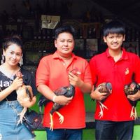 ซุ้มไก่ชน ส.กิตติชัย (สายเลือดส.มีสุวรรณ100%)