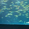 みんなのオススメ水族館教えて！